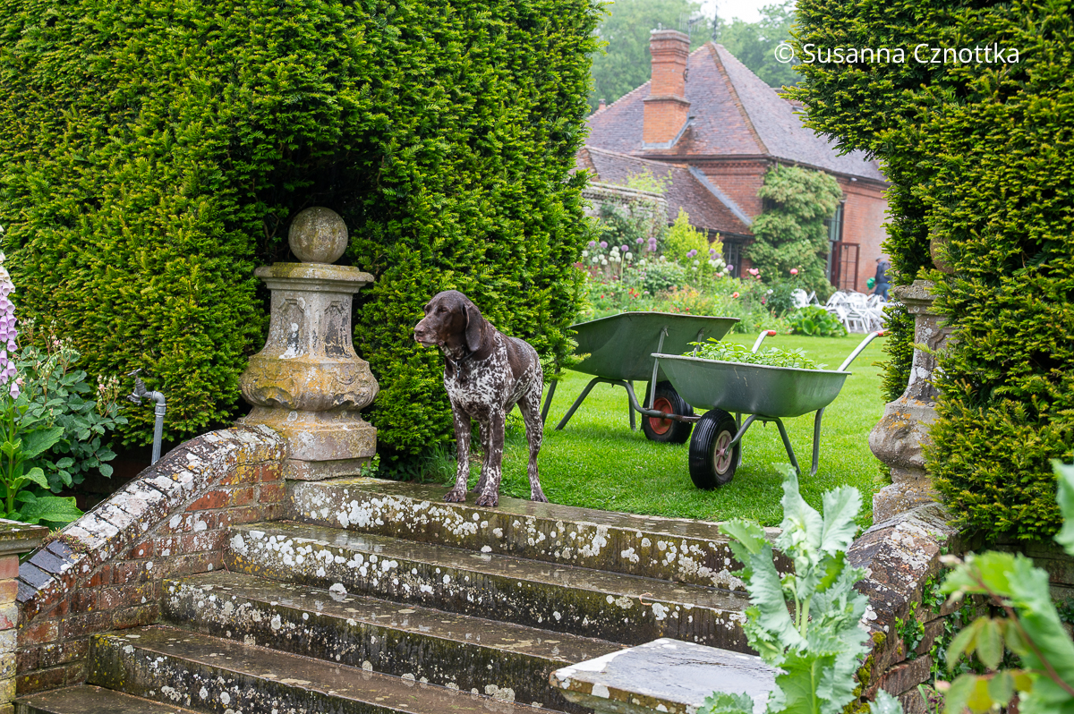 Ein Jagdhund steht an einer Gartentreppe mit Steinsäulen zu beiden Seiten