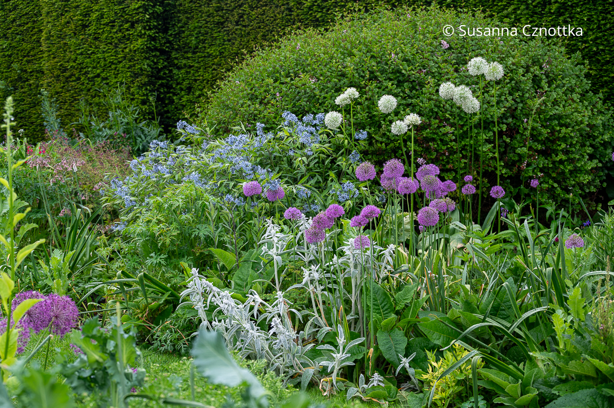 Beet gestalten: himmelblauer Röhrenstern (Amsonia), weiße und violette Zierlauchblüten und Wollziest (Stachys byzantina) Beet gestalten: himmelblauer Röhrenstern (Amsonia), weiße und violette Zierlauchblüten und Wollziest (Stachys byzantina)