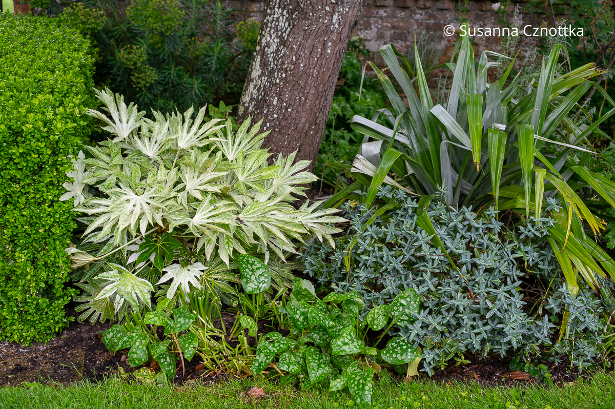 Weißbunte Zimmeraralie (Fatsia japonica) 'Spider's Web' mit weißer Marmorierung Weißbunte Zimmeraralie (Fatsia japonica) 'Spider's Web' mit weißer Marmorierung auf den großen handförmig geteilten Blättern