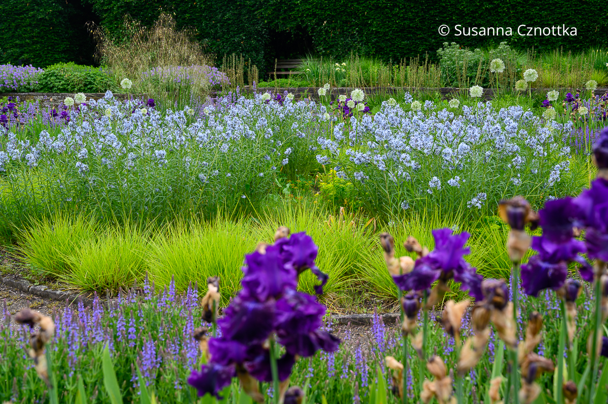 Ausschnitt aus einem Beet mit hellblauem Blausternbusch, violetter  Iris und hellgrünen Gräsern