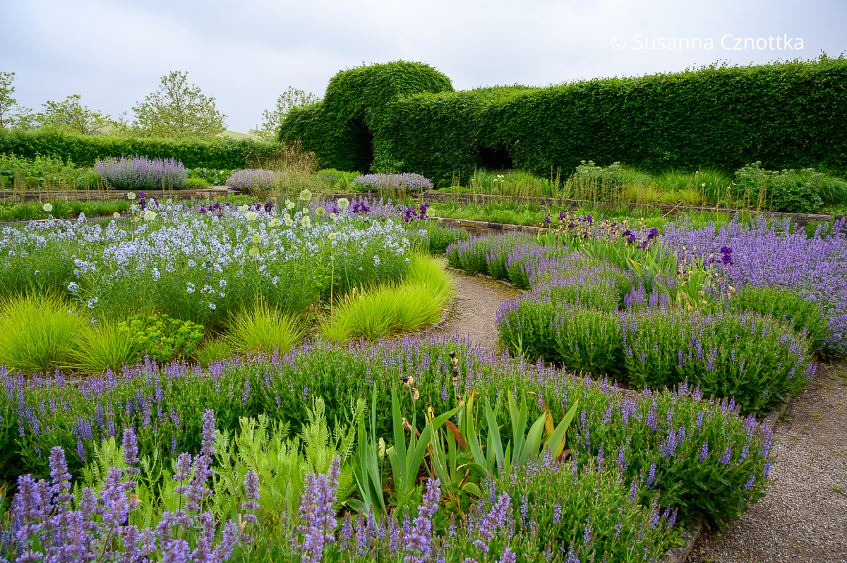 Pflanzung in hellgrün, Hellblau und Violett im Senkgarten Dortmund mit hellblauem Blausternbusch, violetter Iris und hellgrünen Gräsern