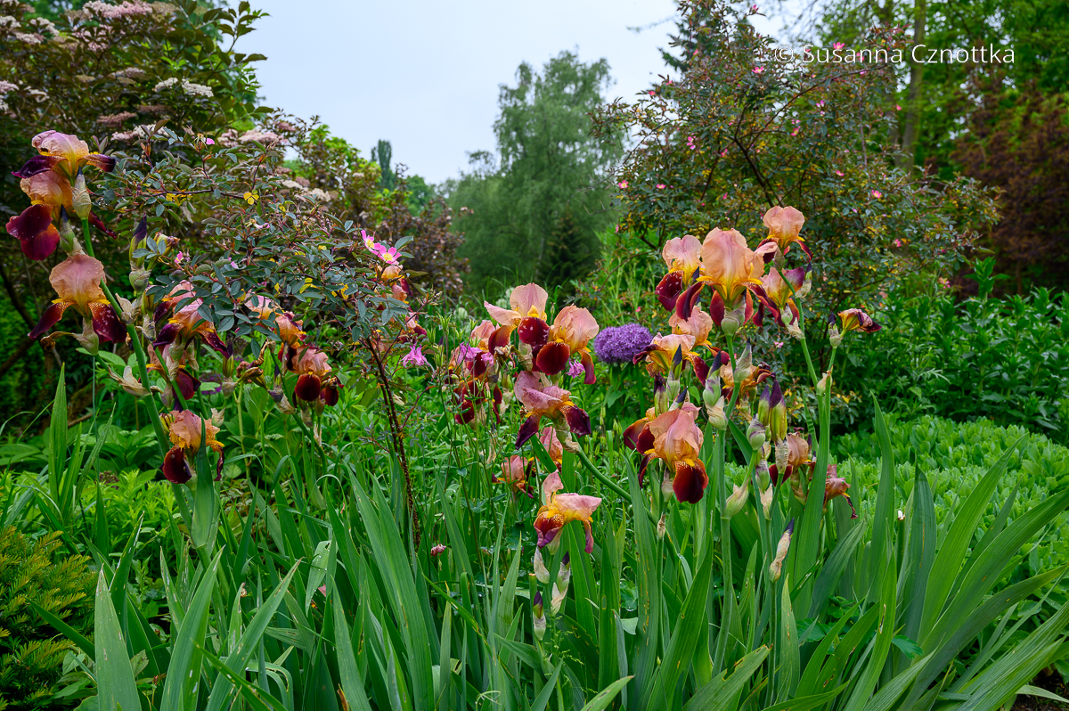 Schwertlilie (Iris) in pfirsichfarben, kräftigem Gelb und dunklem Rotbraun