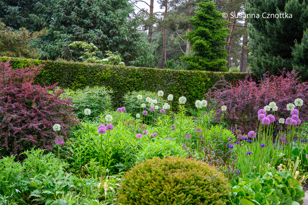 Mixed Border mit Zierlauch, verschiedenen anderen Stauden und rotlaubigen Berberitzen vor einer Eibenhecke Mixed Border mit Zierlauch, verschiedenen anderen Stauden und rotlaubigen Berberitzen vor einer Eibenhecke
