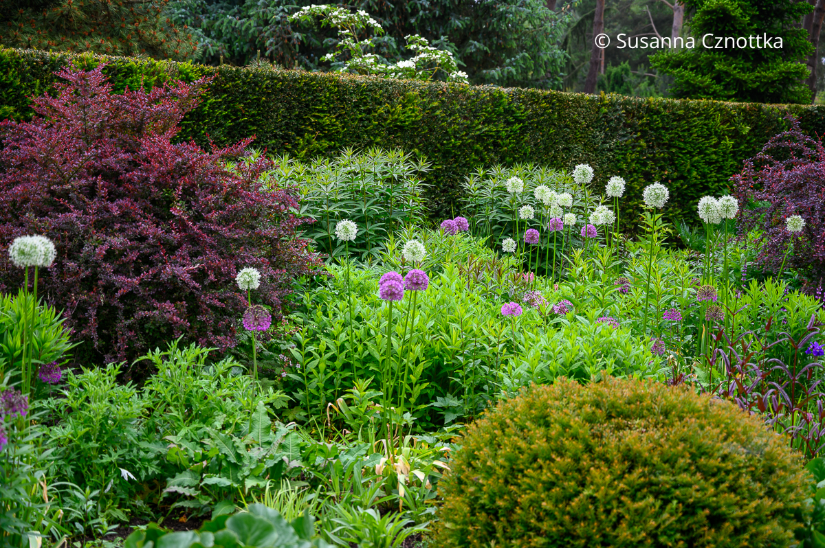 Eine Eibenhecke bildet einen ruhigen Hintergrund für ein Mixed Border mit roten Berberitzen, weißem und violettem Allium und grünen Stauden