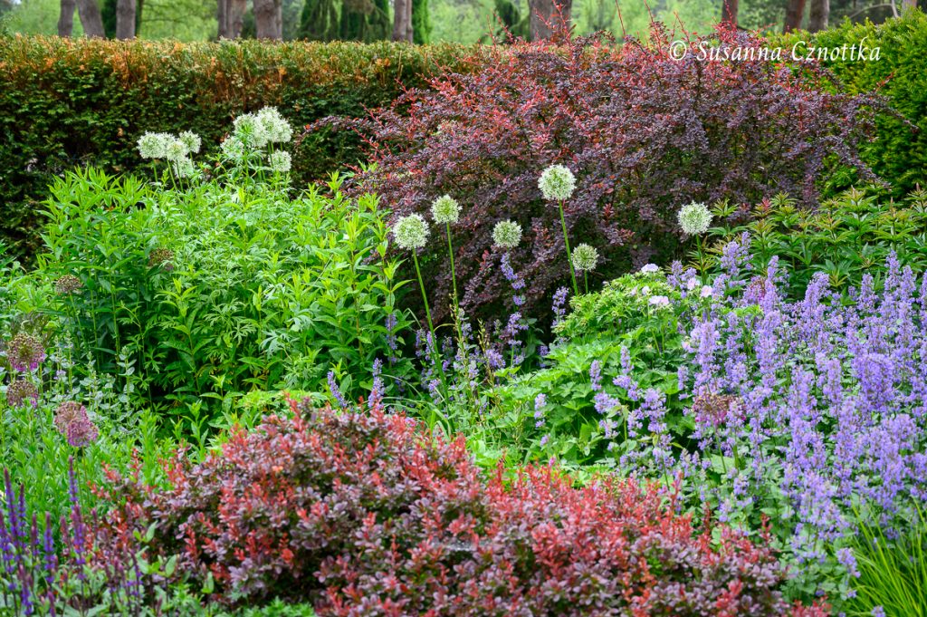 Farbe im Garten Teil 9: gestalten mit roten Blttern  Einfach Garten