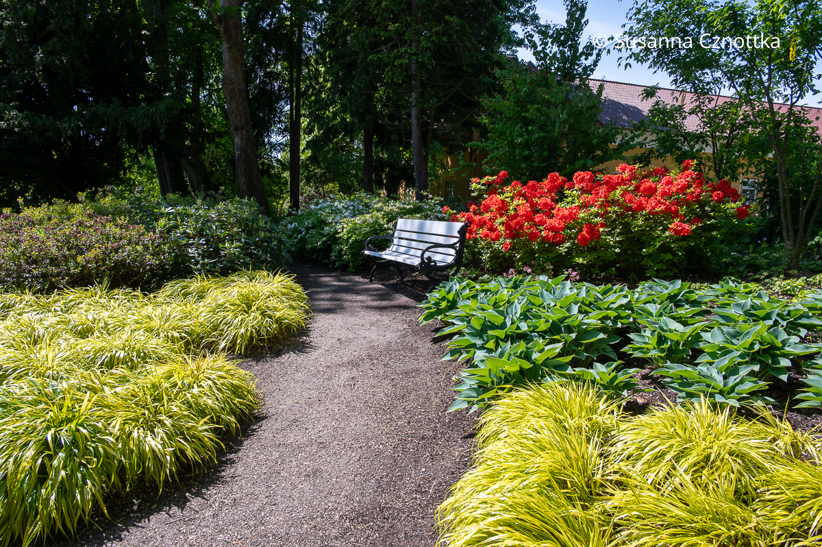 Japan-Goldbandgras (Hakonechloa macra) 'Aureola' kombinieren: hier mit Funkien (Hosta) und Azalee 'Fridtjof Nansen'