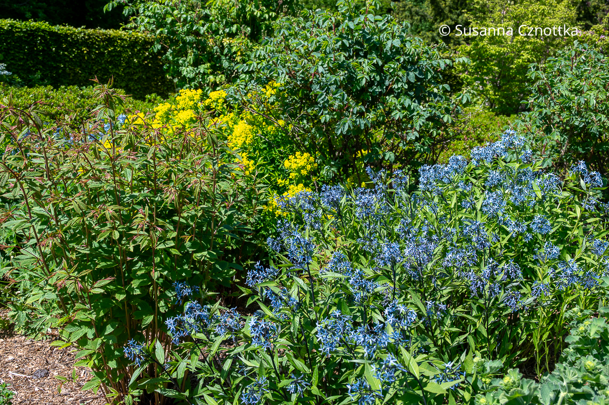 Blausternbusch (Amsonia tabernaemontana) und Dreiblattspiere (Gillenia trifoliata)