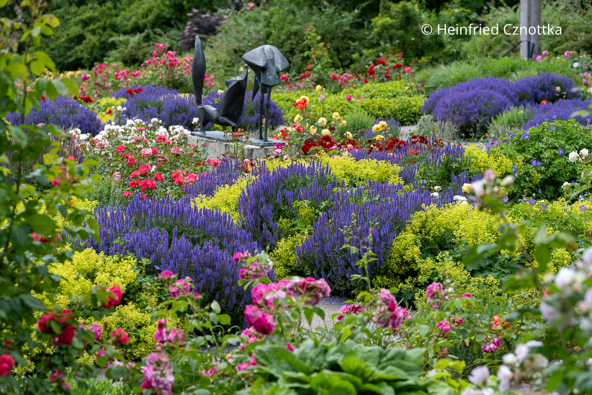Klassische Rosenbegleiter: Steppen-Salbei (Salvia nemorosa) und Weicher Frauenmantel (Alchemilla mollis) Klassische Rosenbegleiter: Steppen-Salbei (Salvia nemorosa) und Weicher Frauenmantel (Alchemilla mollis)