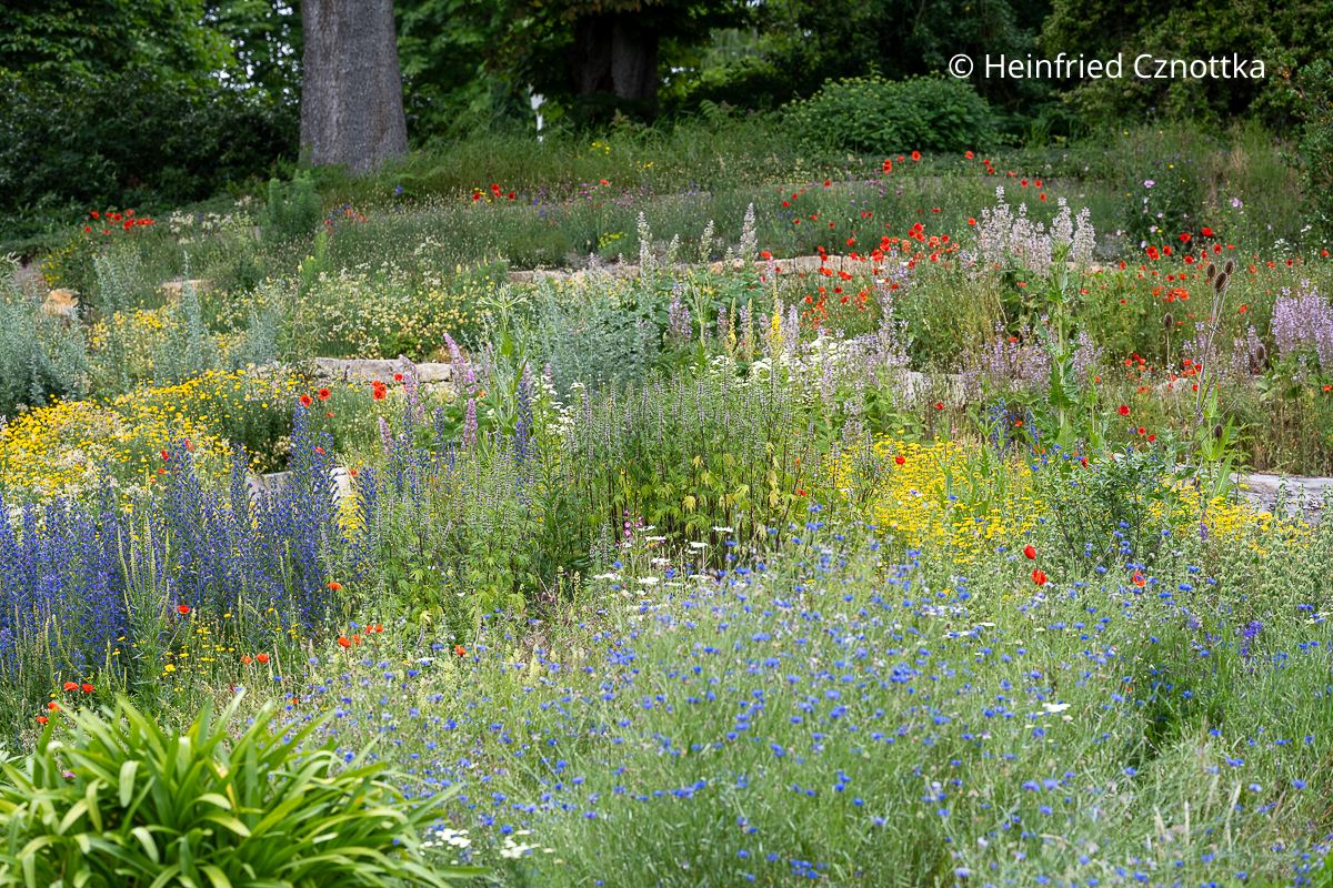 Ein bunter insektenfreundlicher Garten mit heimischen Pflanzen Ein bunter insektenfreundlicher Garten mit heimischen Pflanzen