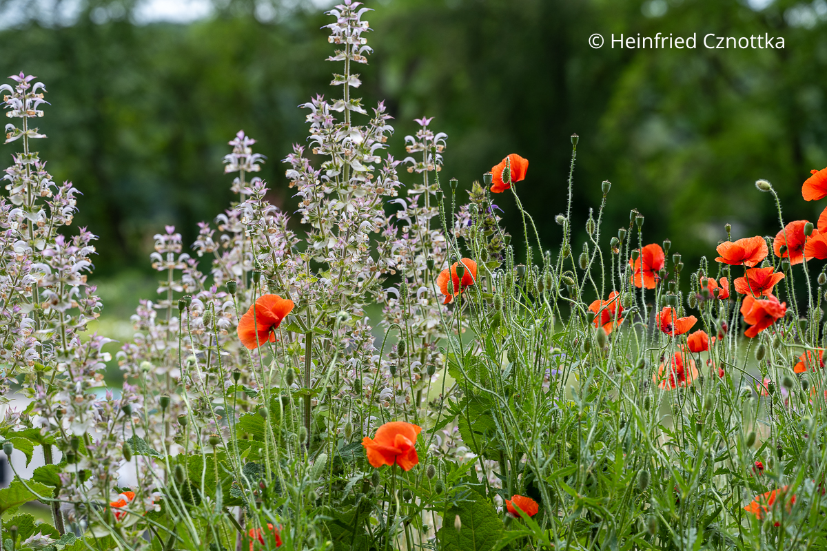 Muskateller Salbei (Salvia sclarea) und Klatschmohn (Papaver rhoeas) Muskateller Salbei (Salvia sclarea) und Klatschmohn (Papaver rhoeas)