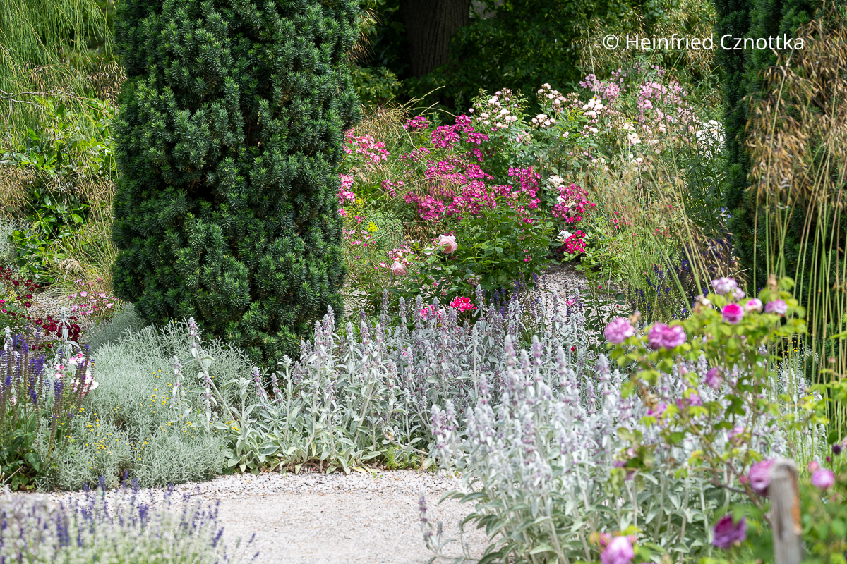 Silbergrau und Rosa geben zusammen mit Violett den Ton in diesem Garten an. Silbergrau und Rosa geben zusammen mit Violett den Ton in diesem Garten an.
