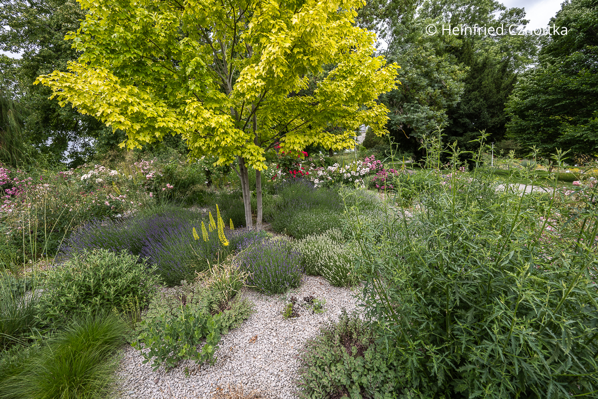 Ein farblich perfektes Duo: gelbe Fackellilie (Kniphofia) und die hellgrünen Blätter des Rot-Ahorns (Acer rubrum) 'October Glory' Ein farblich perfektes Duo: gelbe Fackellilie (Kniphofia) und die hellgrünen Blätter des Rot-Ahorns (Acer rubrum) 'October Glory'