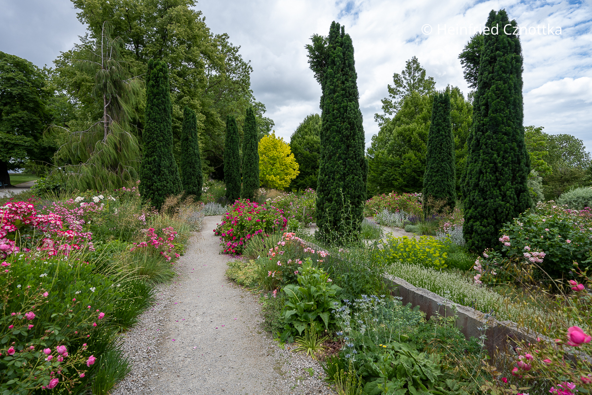 Säulenförmige Eiben (Taxus baccata) als Ersatz für Mittelmeer-Zypressen (Cupressus sempervirens) im mediterranen Garten Säulenförmige Eiben (Taxus baccata) als Ersatz für Mittelmeer-Zypressen (Cupressus sempervirens) im mediterranen Garten