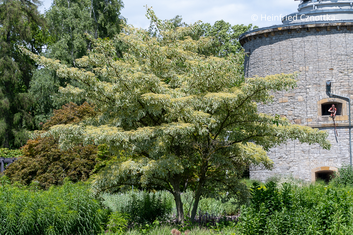 Pagoden-Hartriegel (Cornus controversa) 'Variegata' Pagoden-Hartriegel (Cornus controversa) 'Variegata' mit weißbunten Blättern und cremefarbenen Blüten