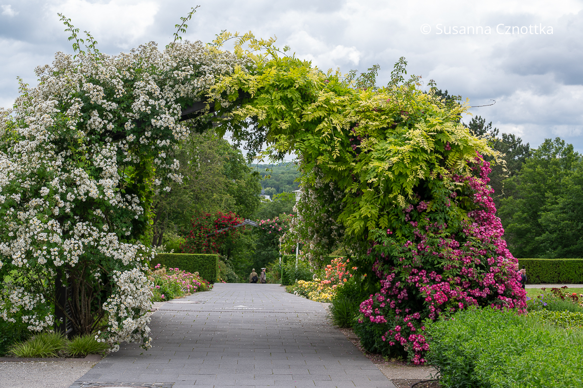 Ein Rosenbogen mit Kletterrosen und Blauregen Ein Rosenbogen mit weißen und pinken Kletterrosen und Blauregen mit hellgrünen gefiederten Blättern