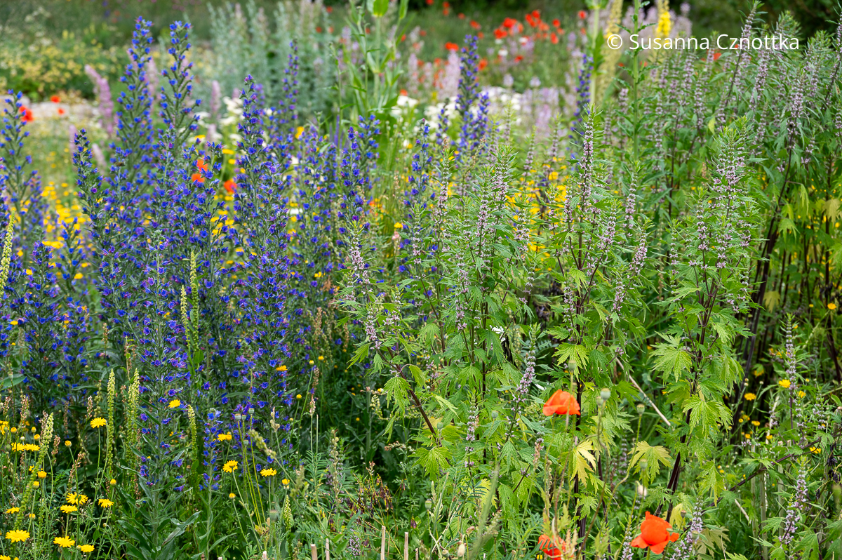 Natternkopf (Echium vulgare) mit blauen und Echtes Herzgespann (Leonurus cardiaca) mit matt-rosa Blüten Natternkopf (Echium vulgare) mit blauen und Echtes Herzgespann (Leonurus cardiaca) mit matt-rosa Blüten