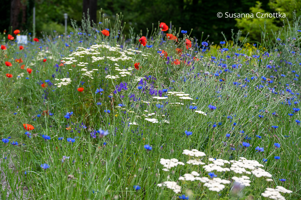 Schafgarbe (Achillea millefolium), Klatschmohn (Papaver rhoeas) und Blaue Kornblume (Centaurea cyanus) Weiße Schafgarbe (Achillea millefolium), Klatschmohn (Papaver rhoeas) und Blaue Kornblume (Centaurea cyanus)