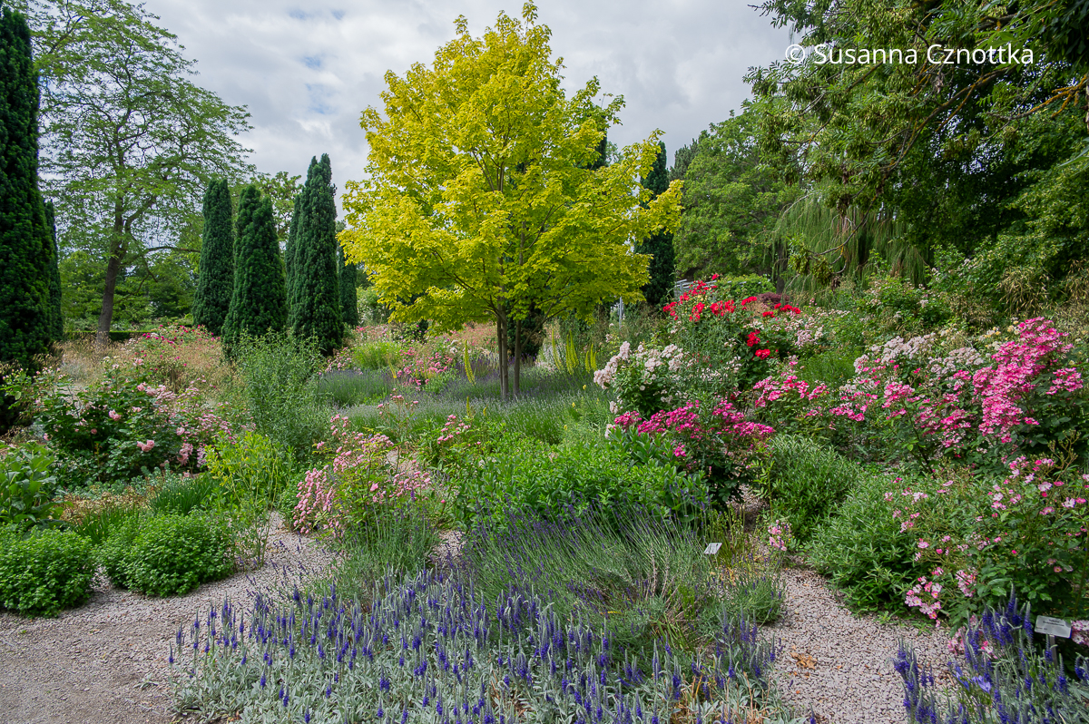 Blick in den mediterranen Rosengarten im Egapark Erfurt Blick in den mediterranen Rosengarten im Egapark Erfurt