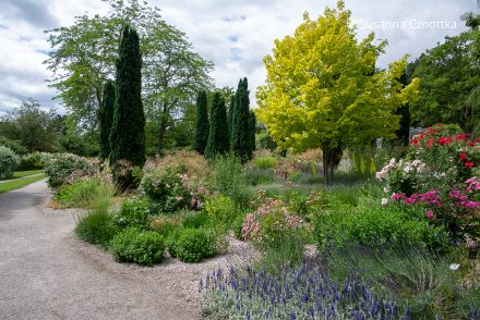 Blick in den mediterranen Rosengarten im Egapark Erfurt Blick in den mediterranen Rosengarten im Egapark Erfurt