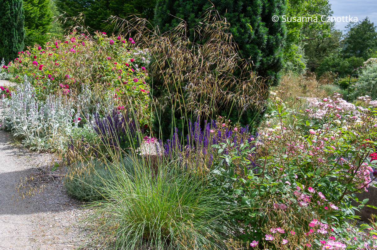 Riesen-Federgras (Stipa gigantea), Steppen-Salbei (Salvia nemorosa), Woll-Ziest (Stachys byzantina) und Rosen Riesen-Federgras (Stipa gigantea), Steppen-Salbei (Salvia nemorosa), Woll-Ziest (Stachys byzantina) und Rosen