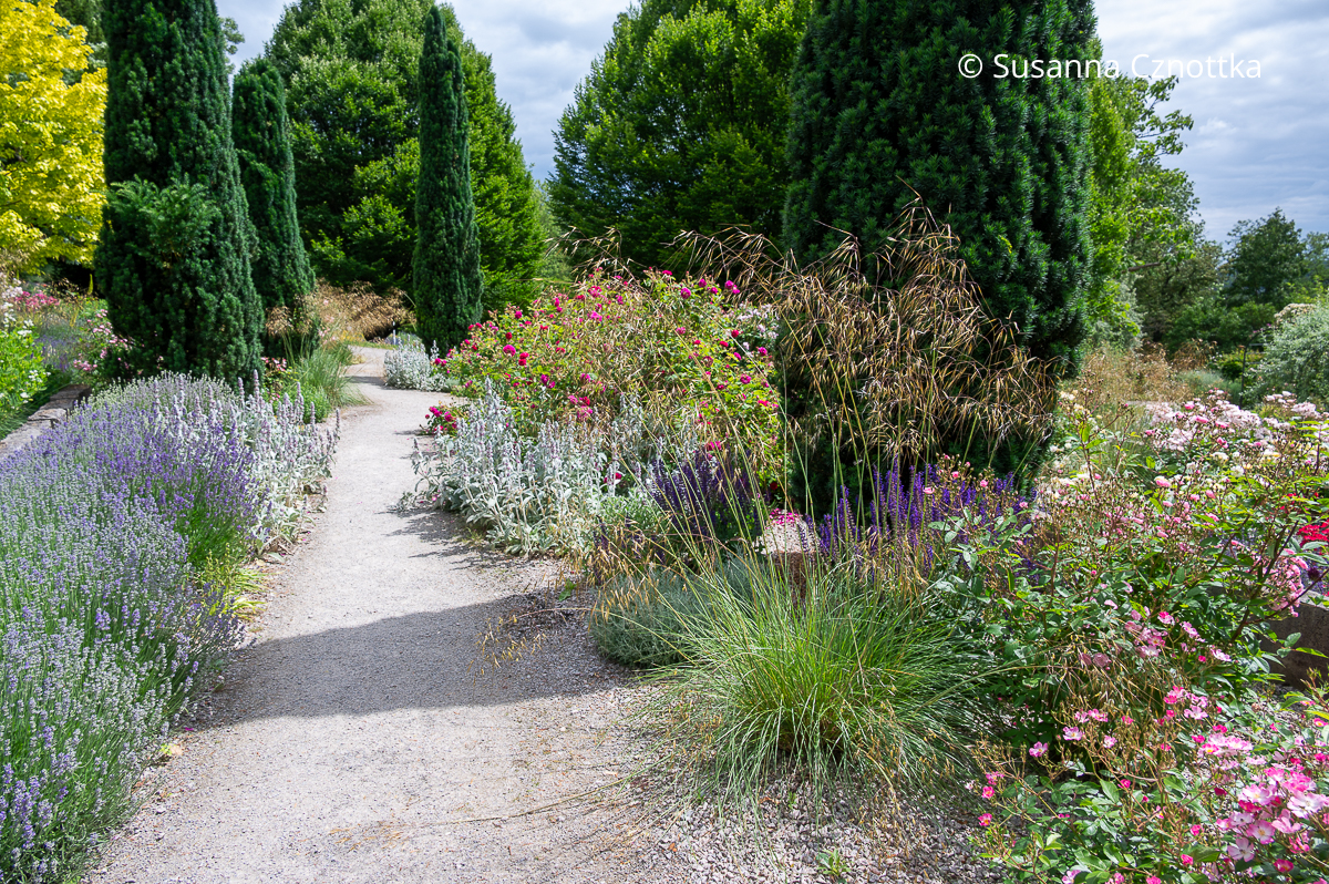 Wege aus hellem Splitt passen zu Kies- oder Splittbeeten im mediterranen Garten Ein Weg aus hellem Splitt führt durch einen Garten mit Säulen-Eiben, Lavendel und Rosen