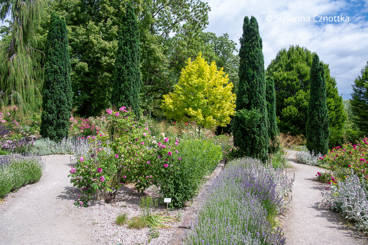 Säulen-Eiben, langgezogene Drifts aus Lavendel und Gruppen von Woll-Ziest (Stachys byzantina) sorgen für Wiederholung Säulen-Eiben, langgezogene Drifts aus Lavendel und Gruppen von Woll-Ziest (Stachys byzantina) sorgen für Wiederholung