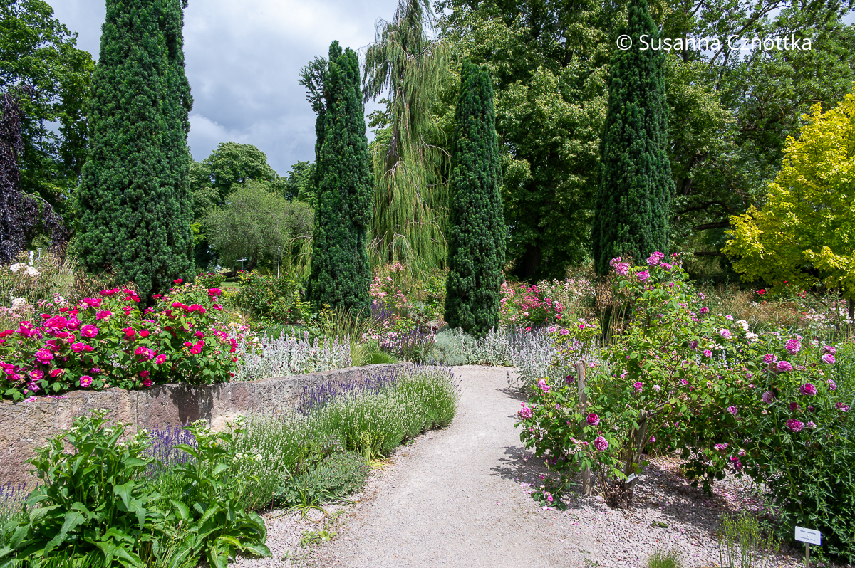 Niedrige Mauern terrassieren den mediterranen Rosengarten Niedrige Mauern terrassieren den mediterranen Rosengarten