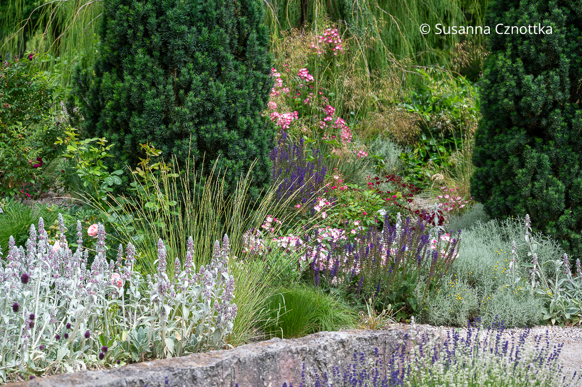 Stauden und Gräser im mediterranen Rosengarten Stauden und Gräser im mediterranen Rosengarten