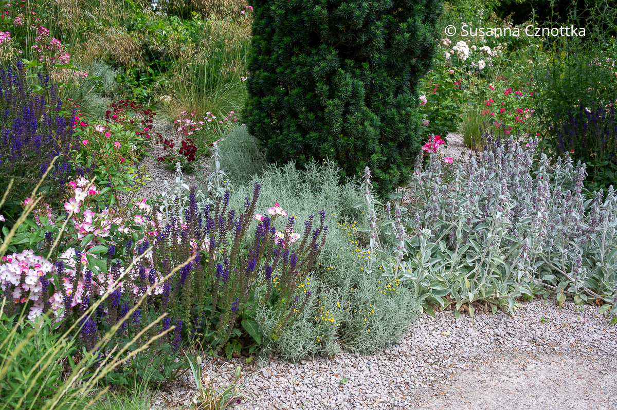 Steppen-Salbei (Salvia nemorosa), Graues Heiligenkraut (Santolina chamaecyparissus) und Woll-Ziest (Stachys byzantina) Violetter Steppen-Salbei (Salvia nemorosa), Graues Heiligenkraut (Santolina chamaecyparissus) und Woll-Ziest (Stachys byzantina)