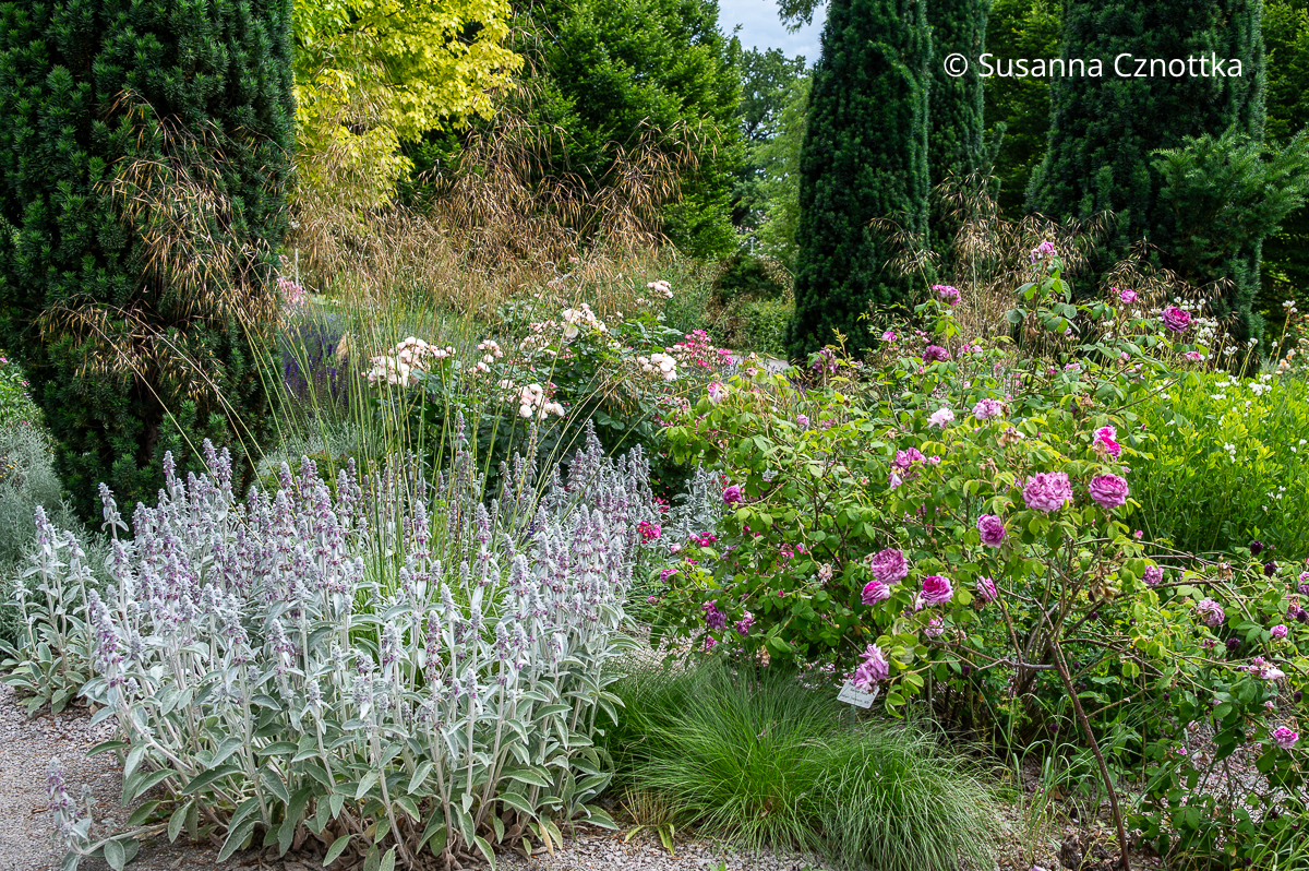 Riesen-Federgras (Stipa gigantea), Woll-Ziest (Stachys byzantina) und Rosen Riesen-Federgras (Stipa gigantea), Woll-Ziest (Stachys byzantina) und Rosen
