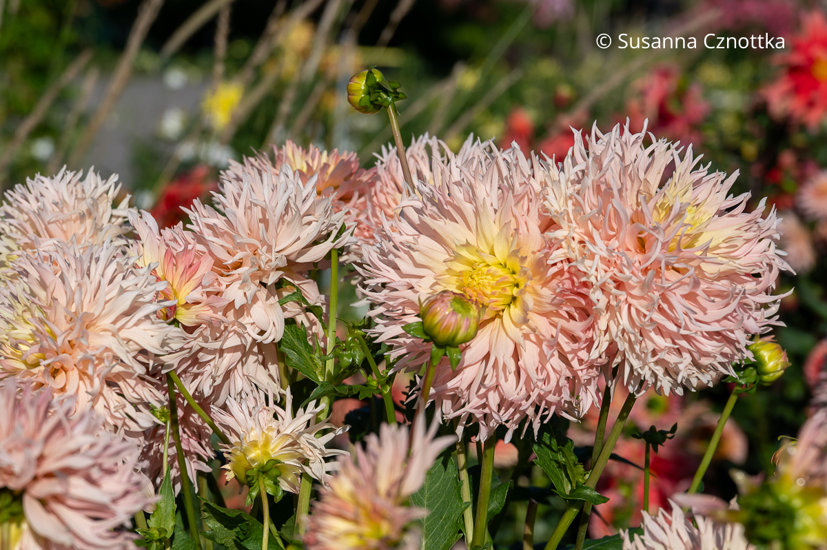Kaktus-Dahlie 'Hapet Champagne' mit "ausgefranzten" Blüten in Apricot Kaktus-Dahlie 'Hapet Champagne' mit "ausgefranzten" Blüten in Apricot