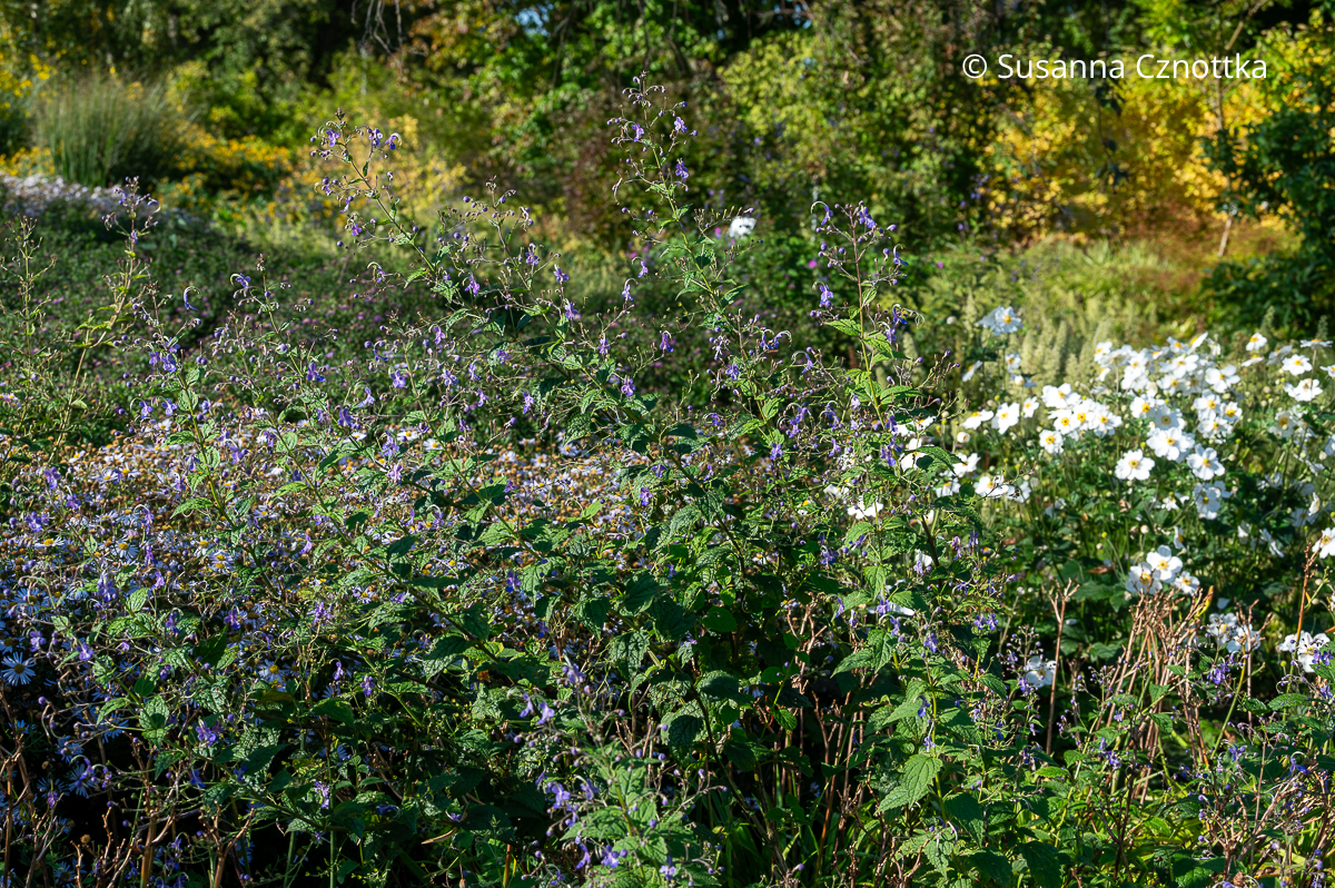 Stauden-Bartblume (Tripora divaricata syn. Caryopteris divaricata) mit Herbst-Anemone 'Honorine Jobert' Stauden-Bartblume (Tripora divaricata syn. Caryopteris divaricata) mit Herbst-Anemone 'Honorine Jobert'