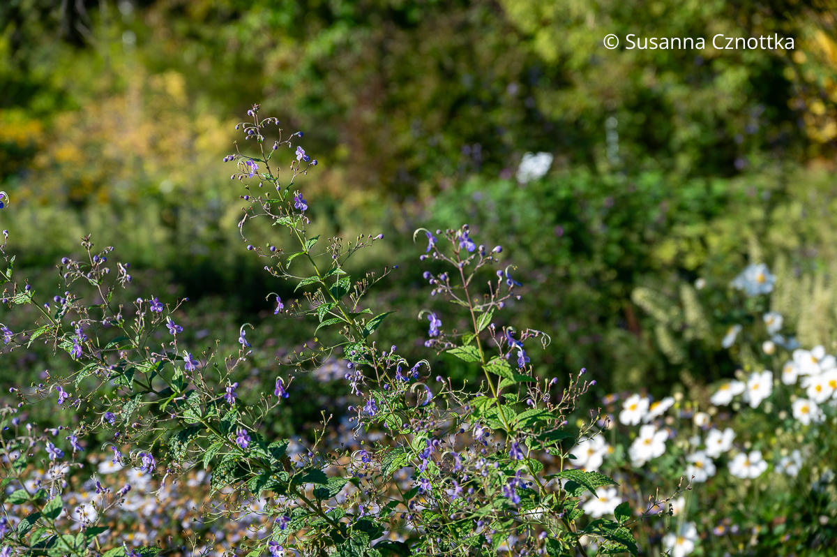 Stauden-Bartblume (Tripora divaricata syn. Caryopteris divaricata) Stauden-Bartblume (Tripora divaricata syn. Caryopteris divaricata)