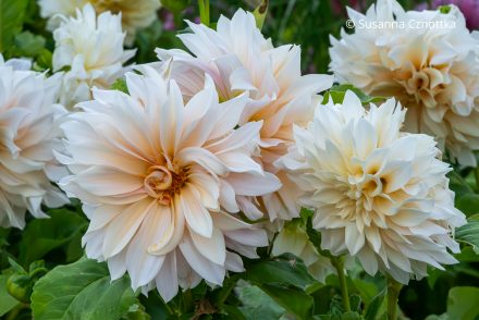 Dekorative Dahlie 'Cafe au Lait' mit großen gefüllten Blüten in Creme mit Beige und hellem Rosa