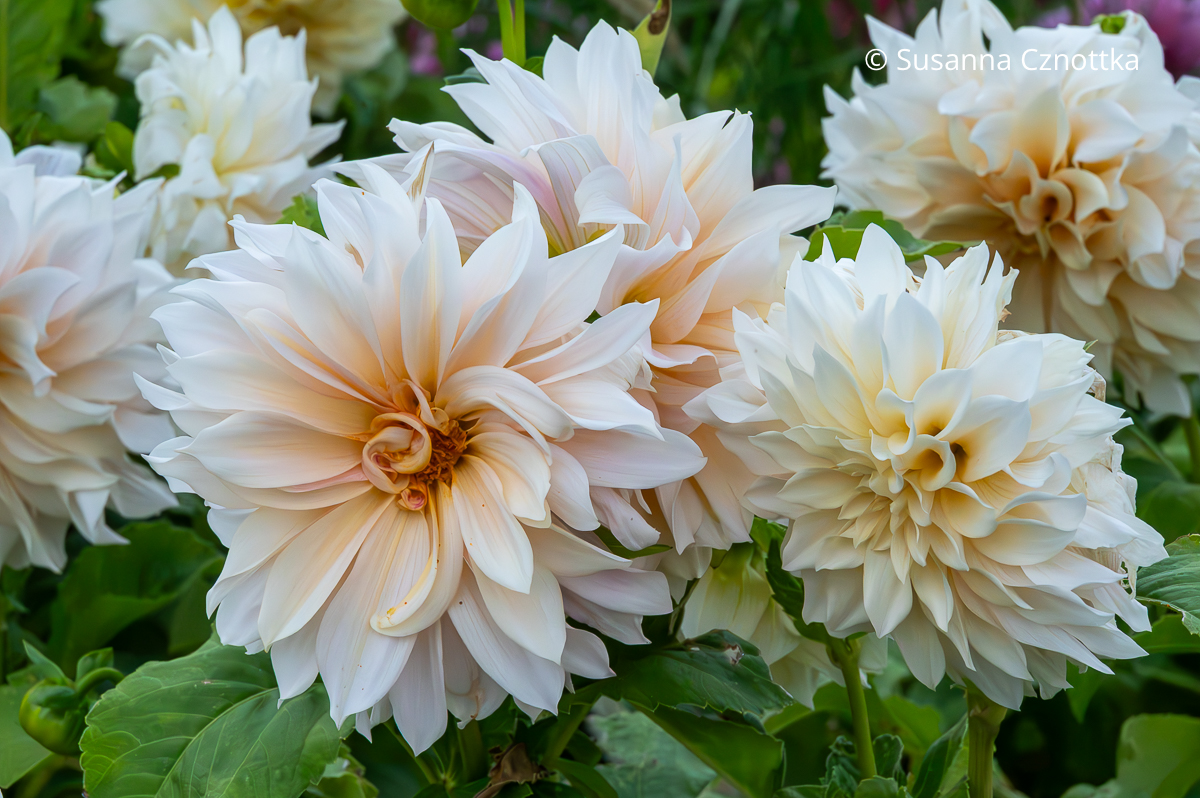 Dekorative Dahlie 'Cafe au Lait' Dekorative Dahlie 'Cafe au Lait' mit großen gefüllten Blüten in Creme mit Beige und hellem Rosa