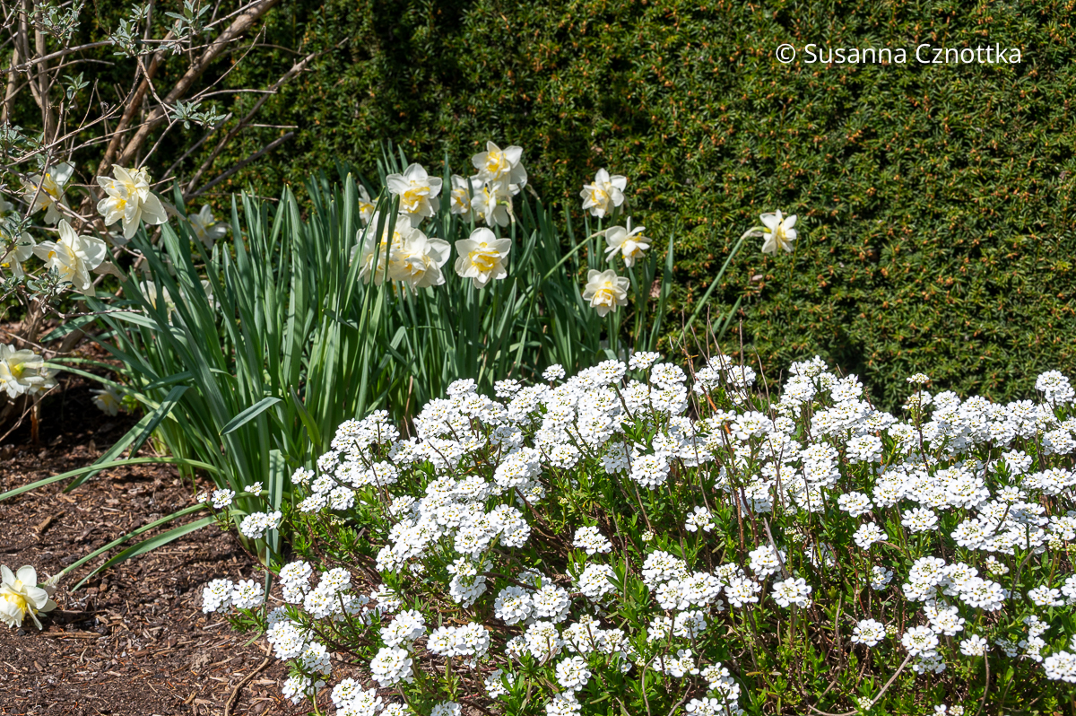 Frühlingsbeet: eine Schleifenblume (Iberis sempervirens) in strahlendem Weiß mit einer Narzisse in Gelb und gebrochenem Weiß Frühlingsbeet: eine Schleifenblume (Iberis sempervirens) in strahlendem Weiß mit einer Narzisse in Gelb und gebrochenem Weiß