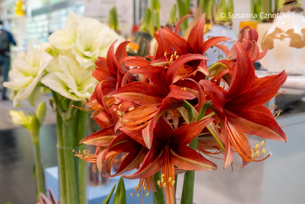 Ritterstern oder Amaryllis (Hippeastrum): prachtvolle Blten fr die  Weihnachtsdekoration  Einfach Garten