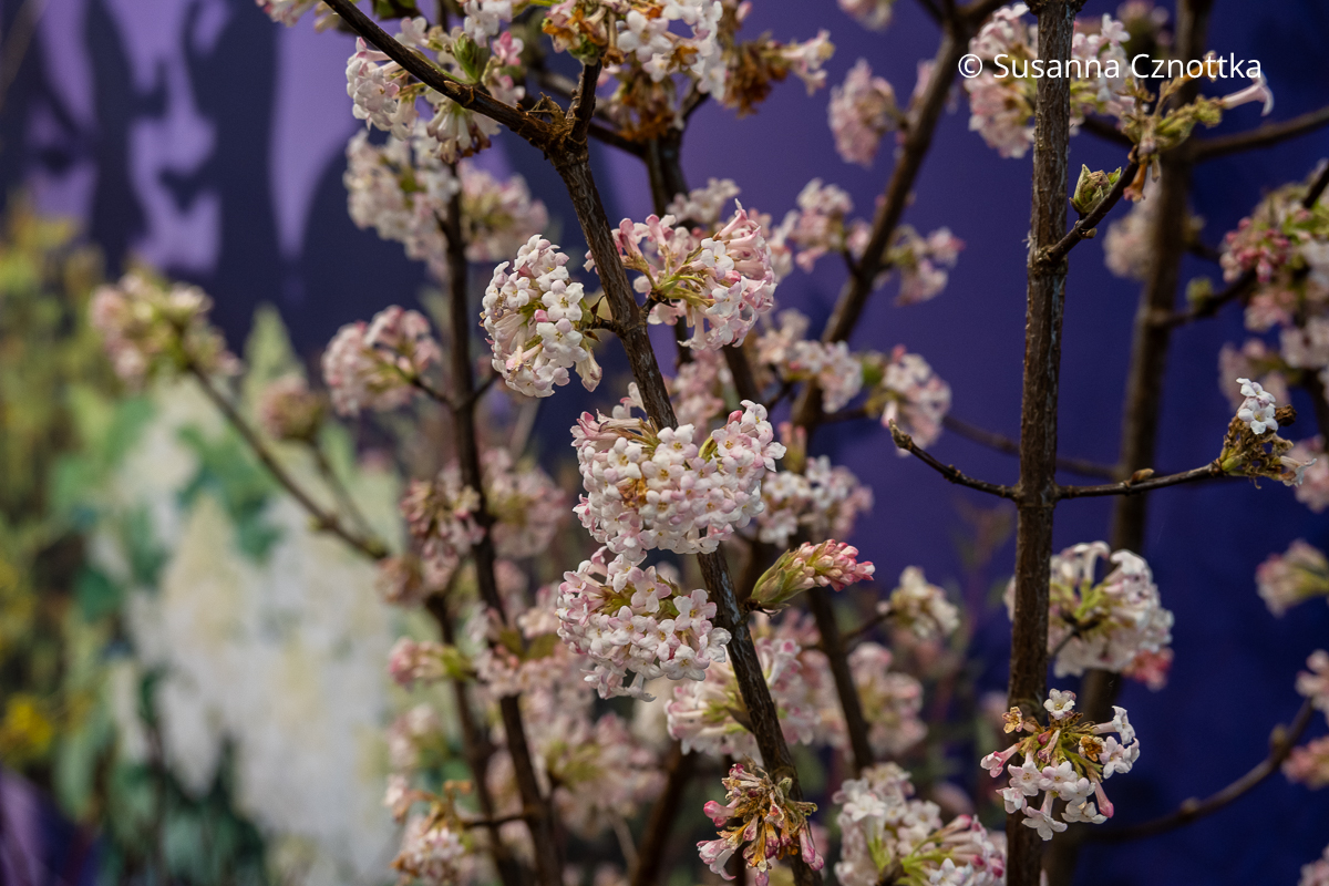 Blüten des Duft-Schneeballs (Viburnum x bodnantense) 'Charles Lamont' mit rosa Blüten an den noch blattlosen Zweigen