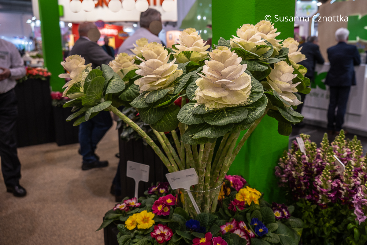 Zierkohl (Brassica 'Crane White') als Schnittblume auf der Internationalen Pflanzenmesse (IPM)