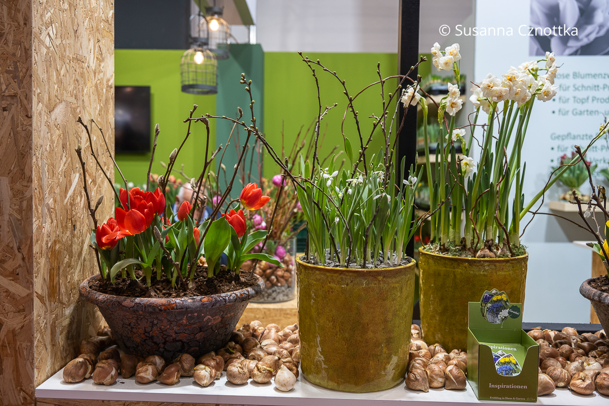 Vorgezogene weiße Narzissen 'Paperwhite', rote Tulpen und Schneeglöckchen in Töpfen