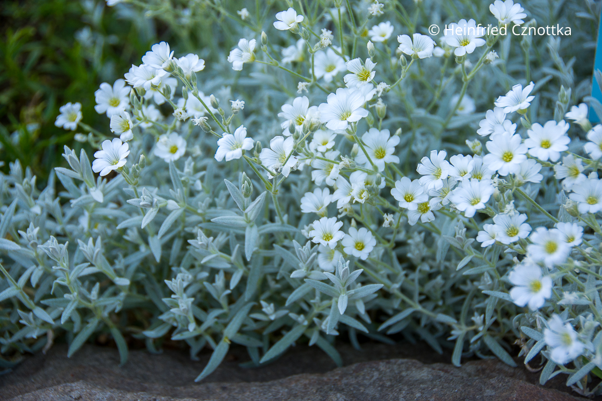 Graues Laub und weiße Blüten: Filziges Horrnkraut (Cerastium tomentosum)