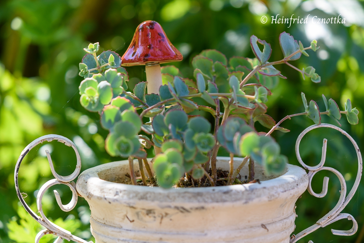 Gartendeko: Kleiner Deko-Pilz im Blumentopf