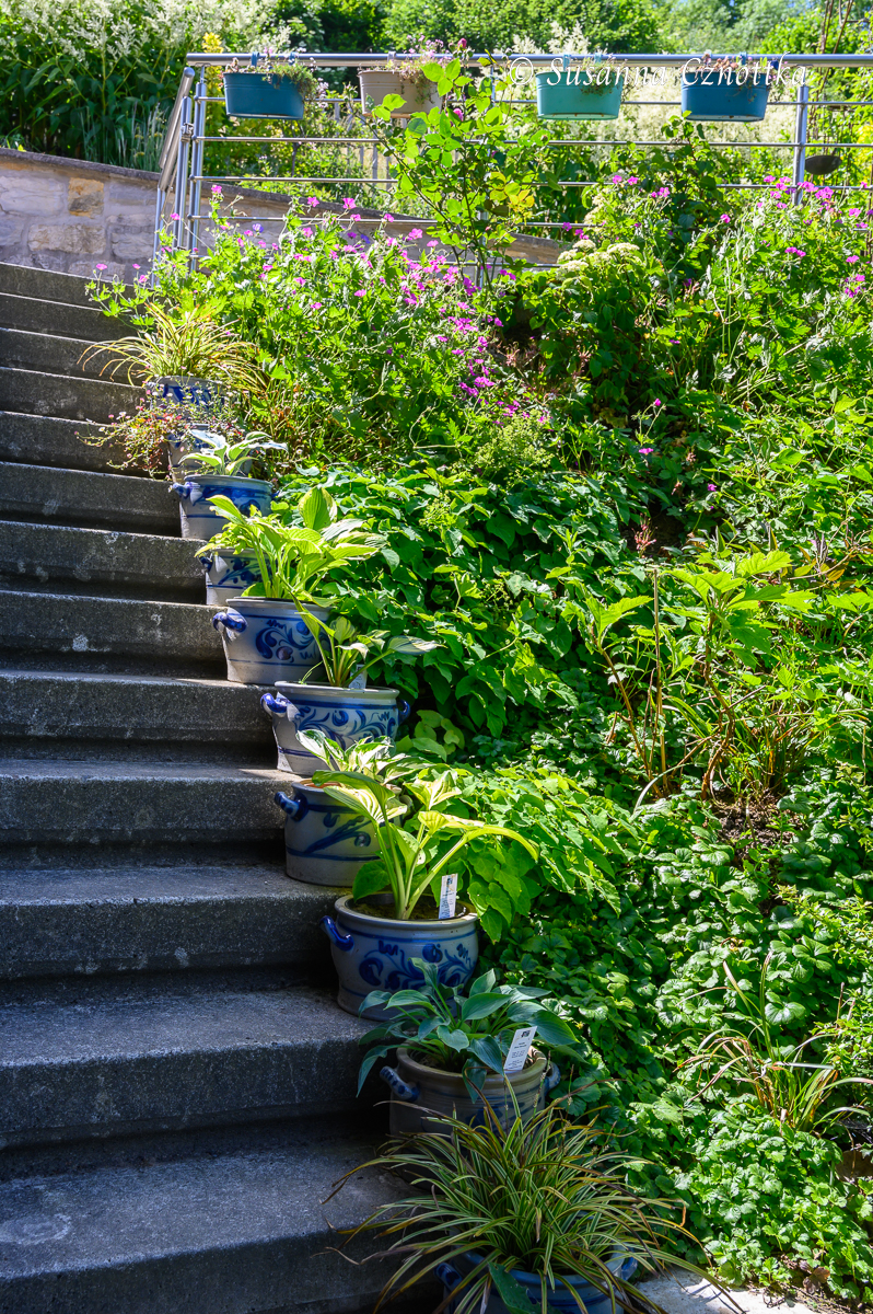 Funkien (Hosta) in Töpfen auf einer Gartentreppe