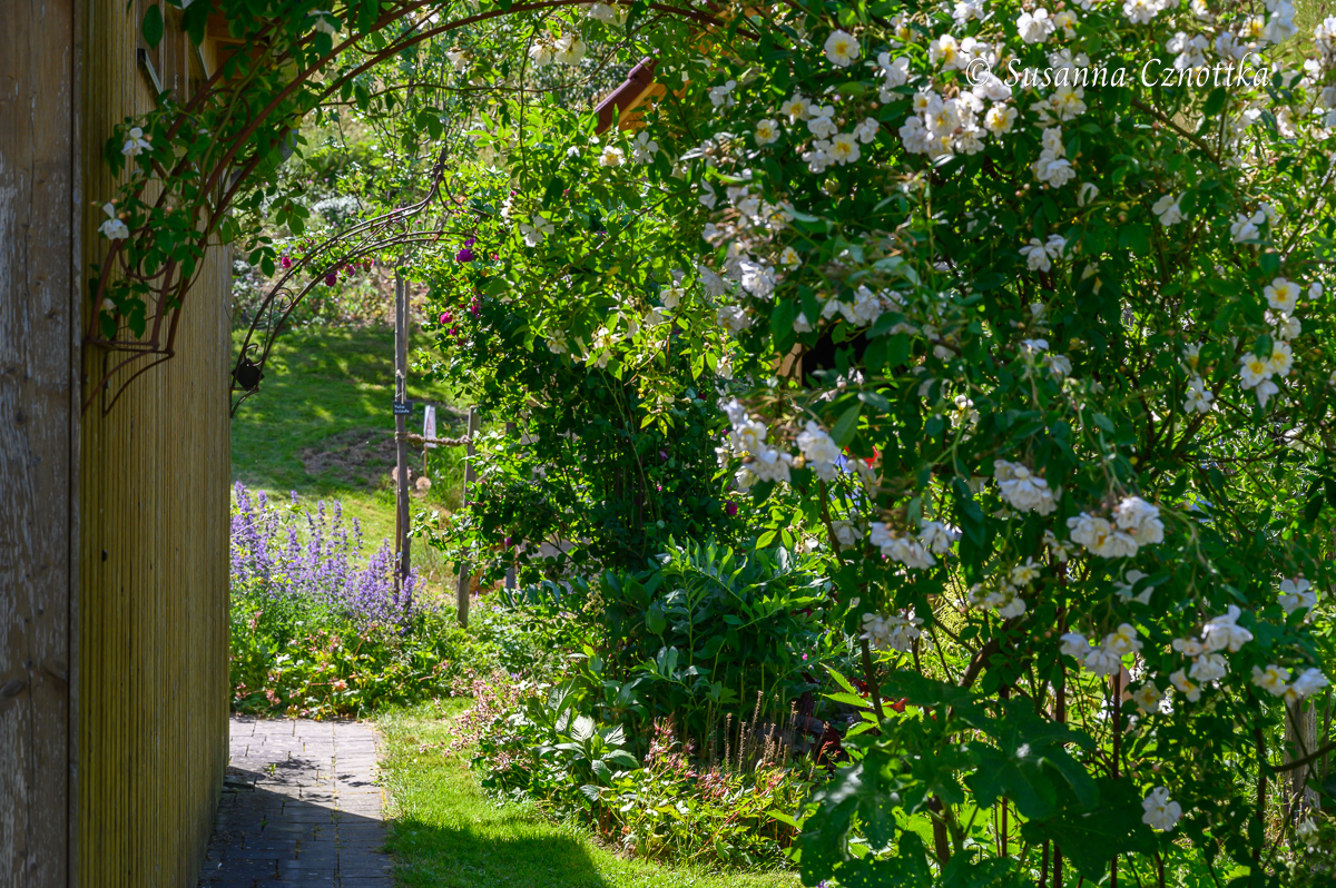 Landhausgarten: Ramblerrose 'Lykkefund' am Rosenbogen