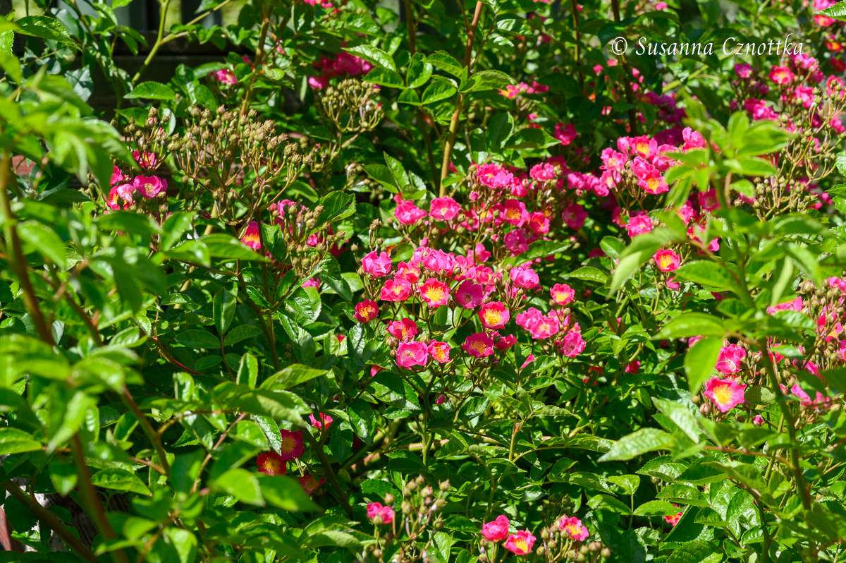 Ramblerrose 'Maria Lisa' mit offenen Schalenblüten