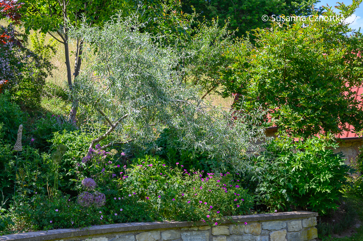 Weidenblättrige Birne (Pyrus salicifolia) in einem Beet mit einer Natursteinmauer Weidenblättrige Birne (Pyrus salicifolia) in einem Beet mit einer Natursteinmauer