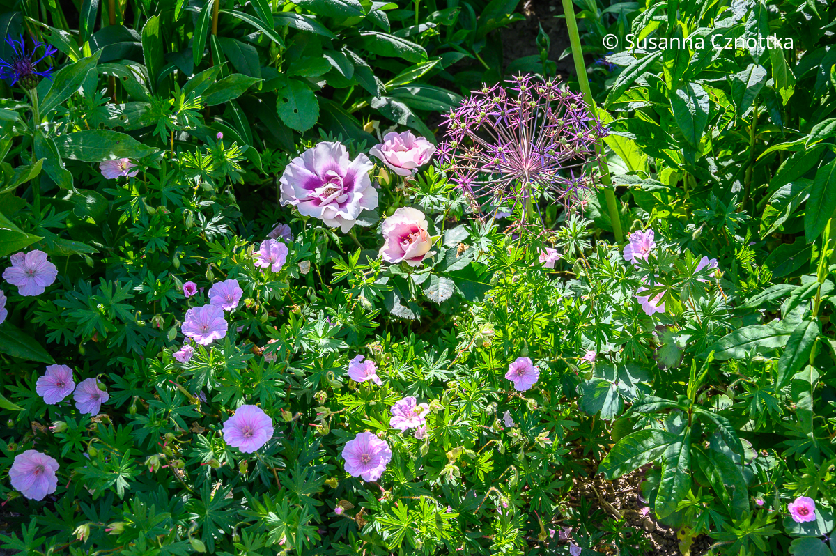 Blut-Storchschnabel (Geranium sanguineum) mit Sternkugel-Lauch (Allium christophii) und einer Persischen Rose Rosa Blut-Storchschnabel (Geranium sanguineum) mit Sternkugel-Lauch (Allium christophii) und einer Persischen Rose