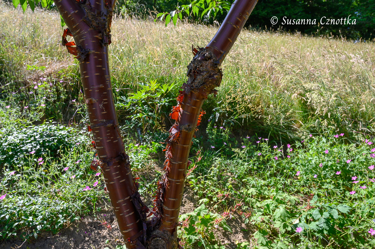 Mahagoni-Kirsche (Prunus serrula) mit glänzend rotem Stamm