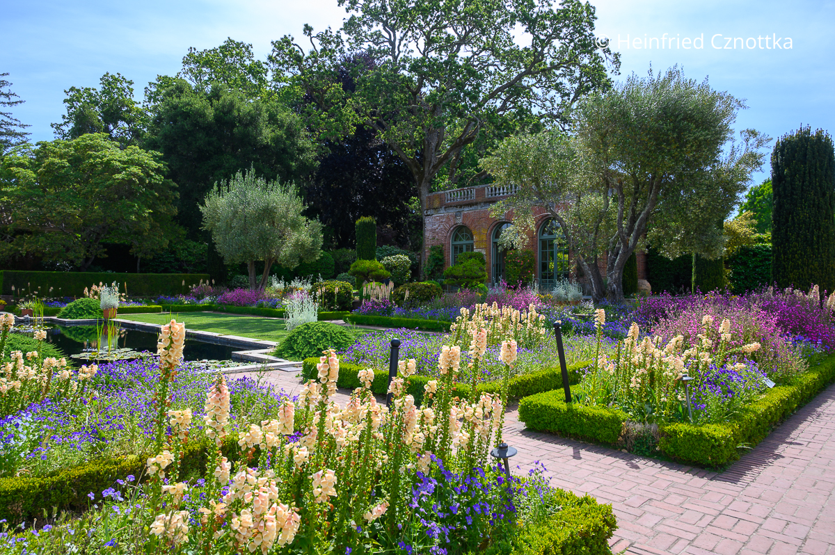 Kühles Blau und apricotfarbener Fingerhut (Digitalis) wirken edel Kühle blaue Blüten und apricotfarbener Fingerhut (Digitalis) in einem Garten mit Buchseinfassungen wirken edel