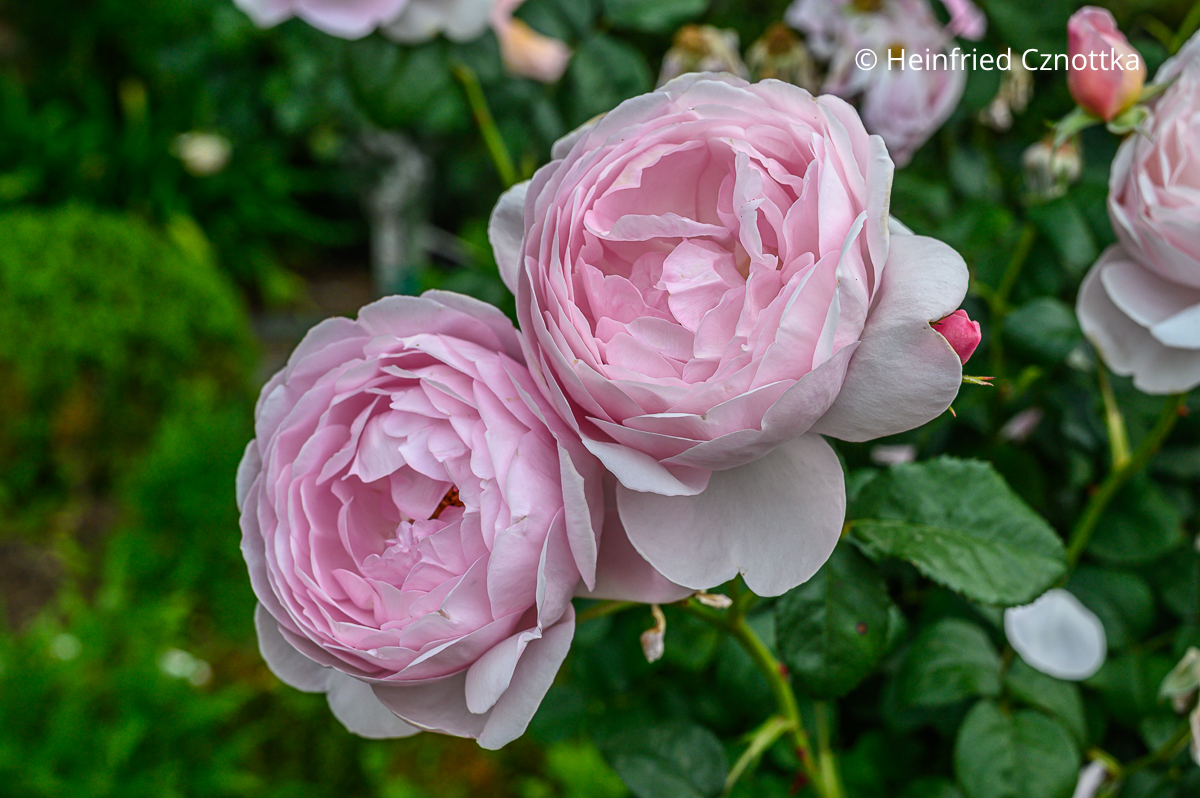 Rose 'Scepter de Isle'